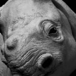 Projects Made for 3DCoat - Pilgway