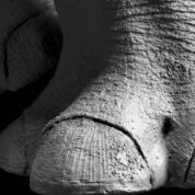 Rygaard Creations Baby Black Rhino body focus