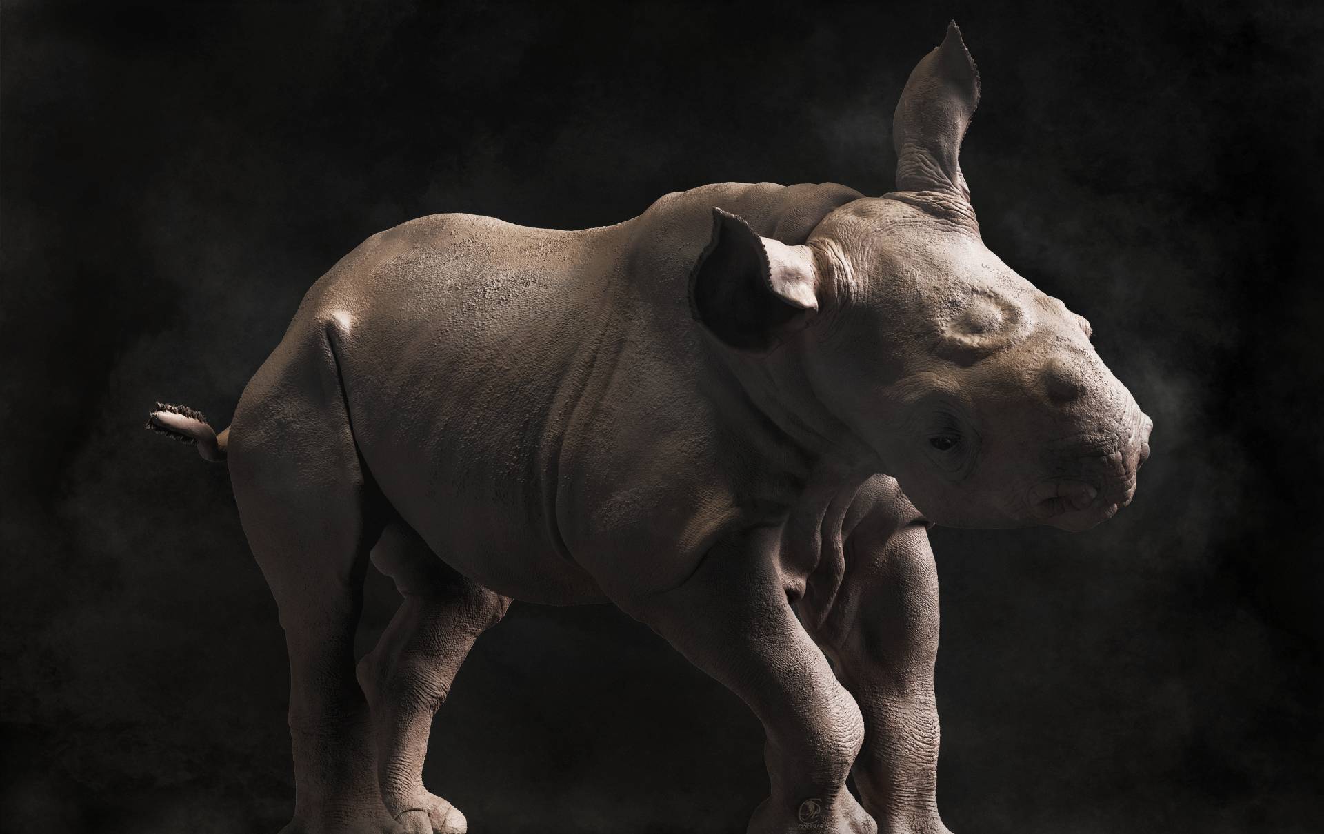 Rygaard Creations - Baby Black Rhino - hope