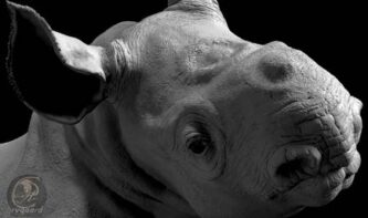 Rygaard Creations Baby Black Rhino head detail