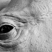 Rygaard Creations Baby Black Rhino head focus