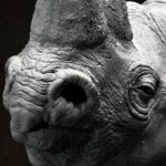 Projects Made for 3DCoat - Pilgway