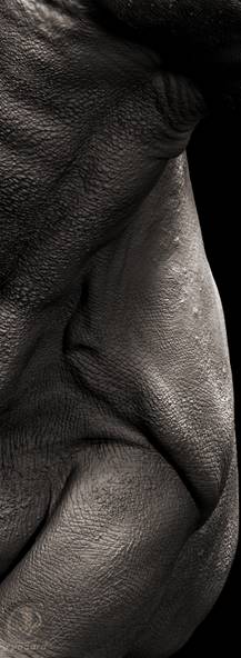 Rygaard Creations - Black Rhino body details