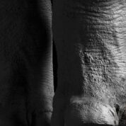 Rygaard Creations - Black rhino body focus
