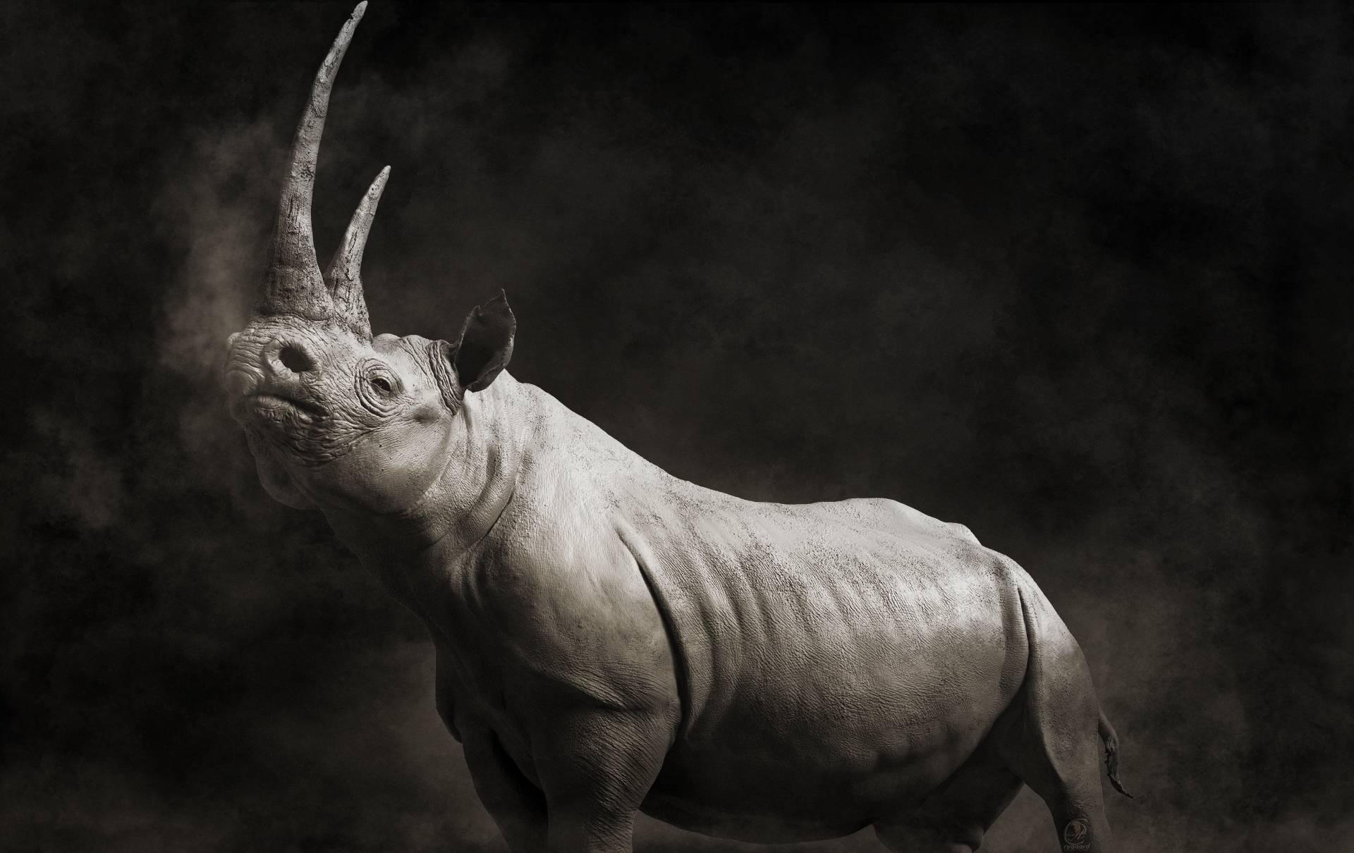 Rygaard Creations powerful Black Rhino