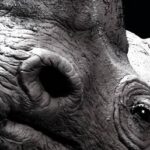 Rygaard Creations - black rhino head detail Rygaard Creations - black rhino head detail