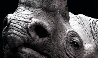 Rygaard Creations - black rhino head detail