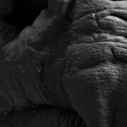 Rygaard Creations - Black rhino head focus